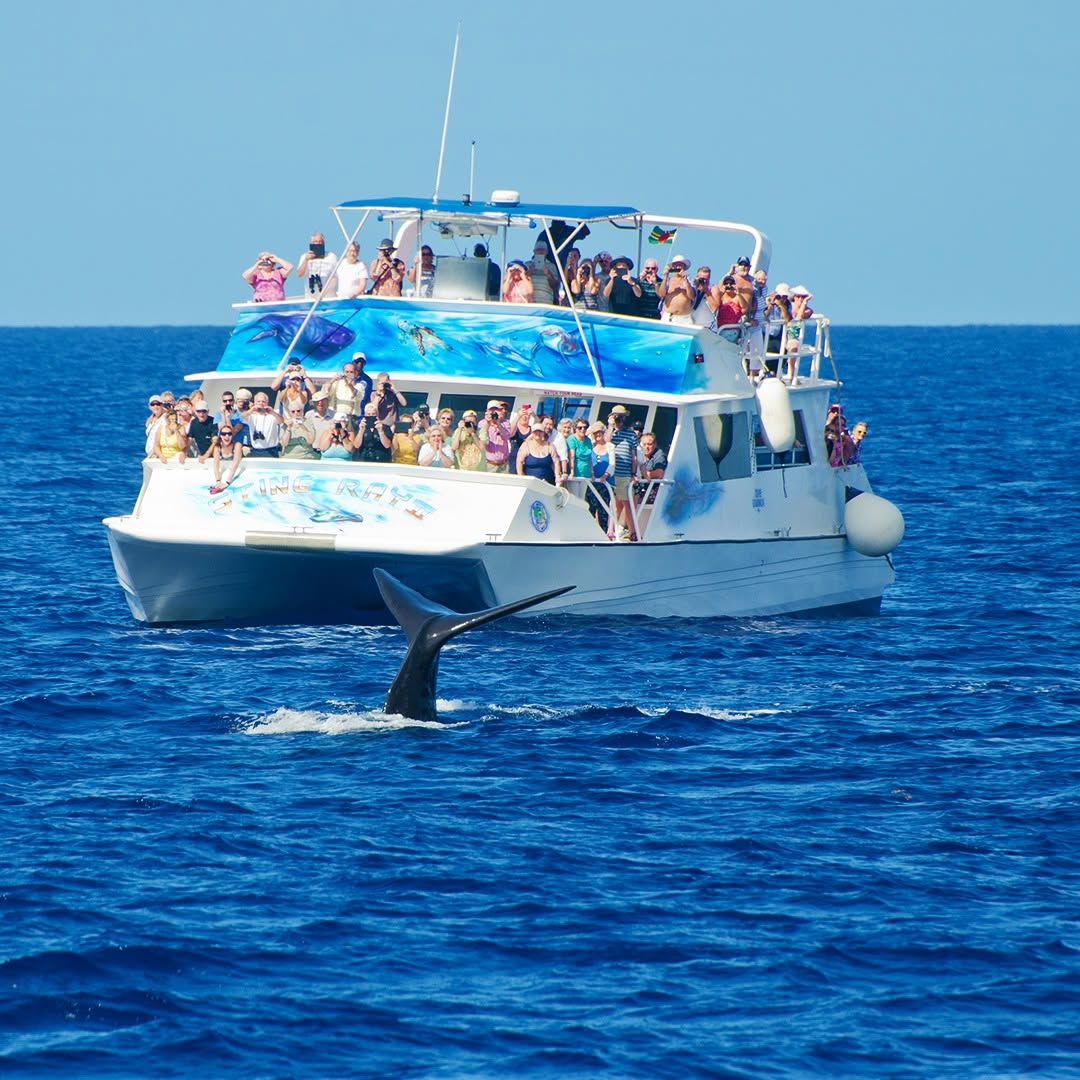 Whale Watching
