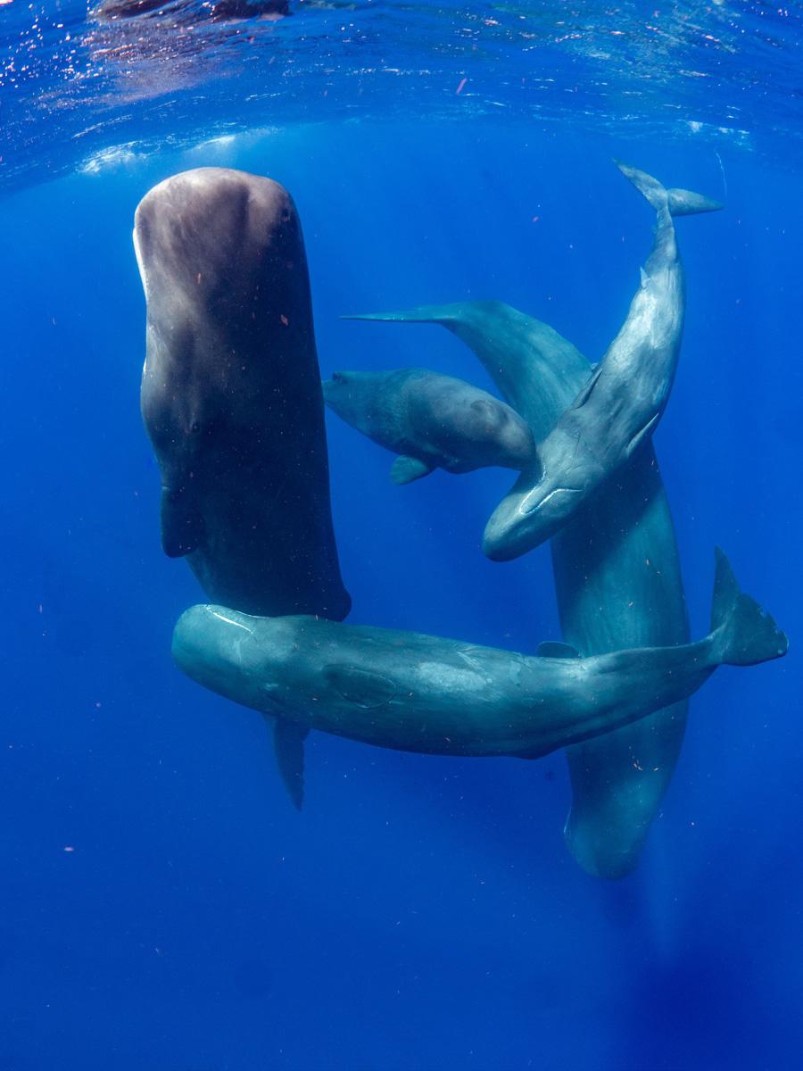 A sperm whale at the surface off Dominica's west coast
