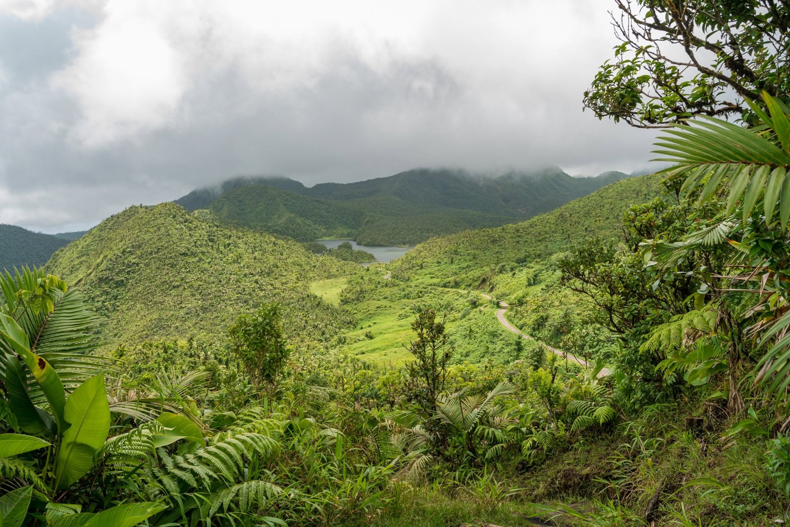 Rainforest Escapes