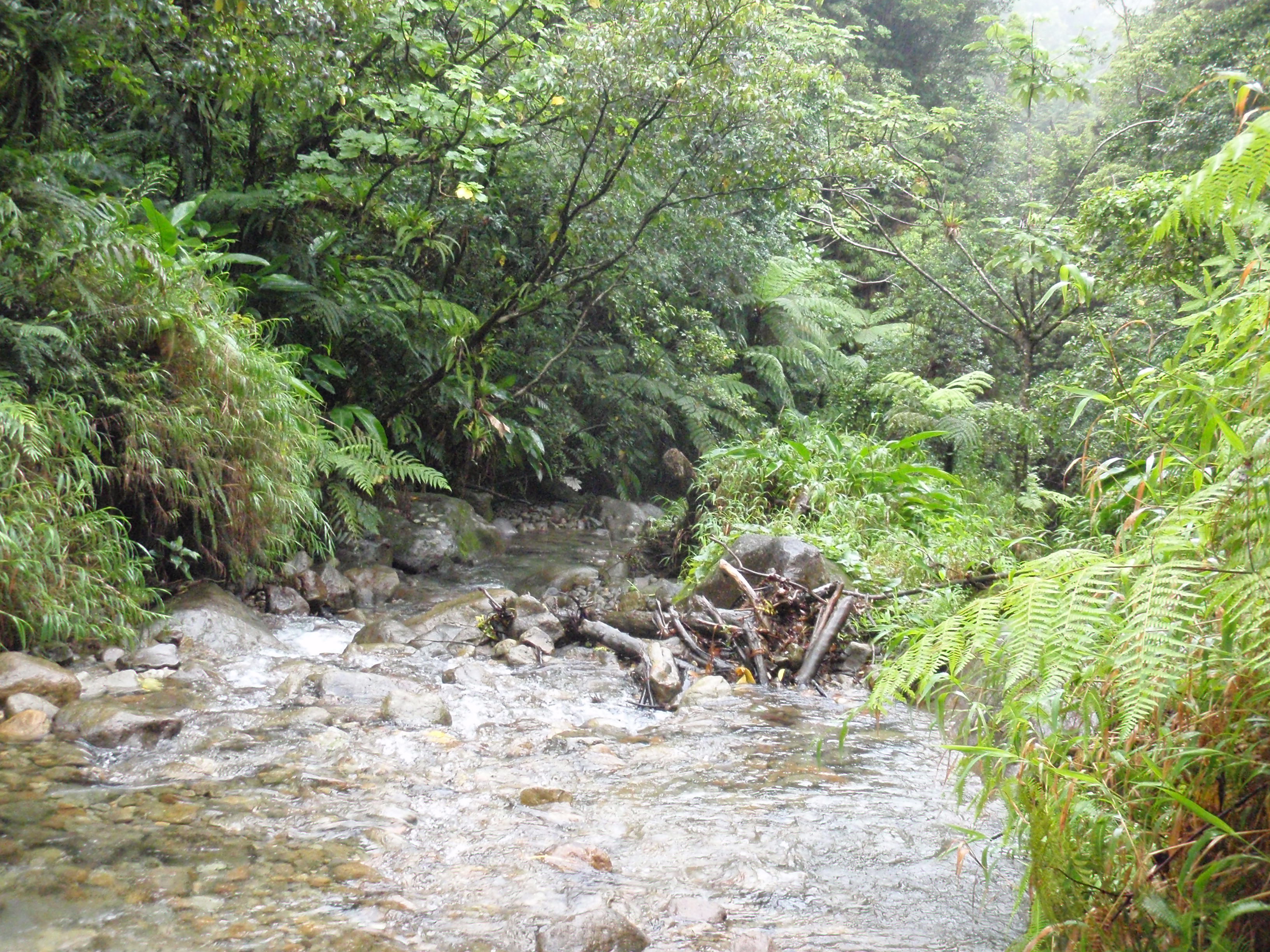 Rainforest walks