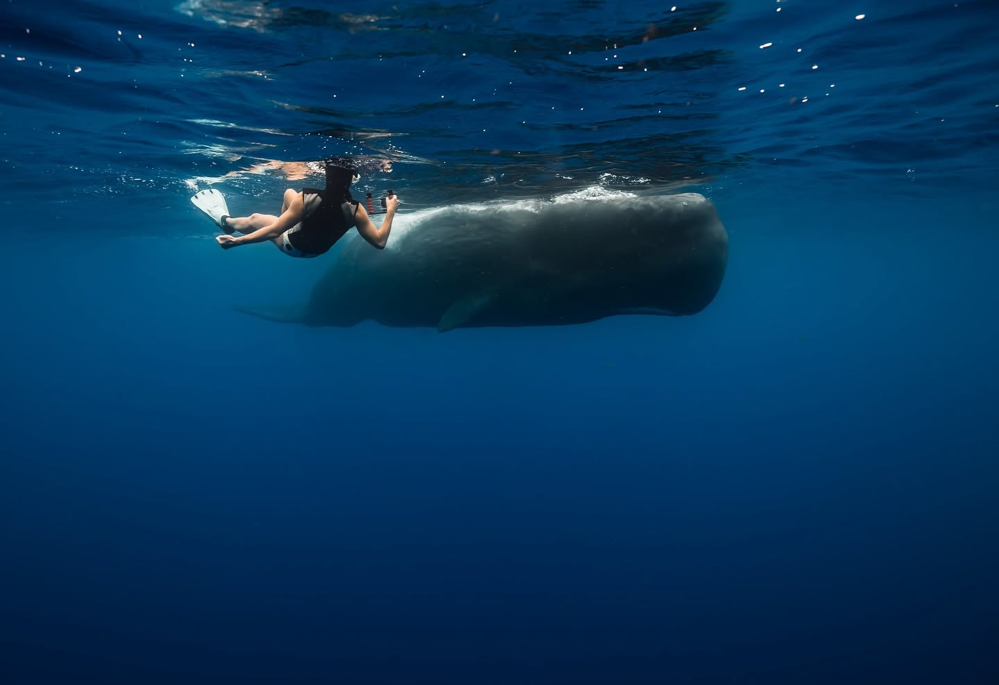 Dive Fest season