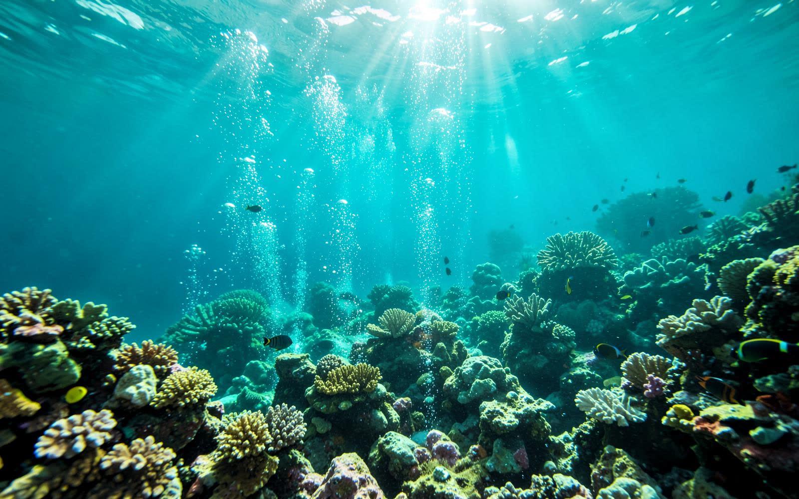 Bubbles rising through clear water over Champagne Reef