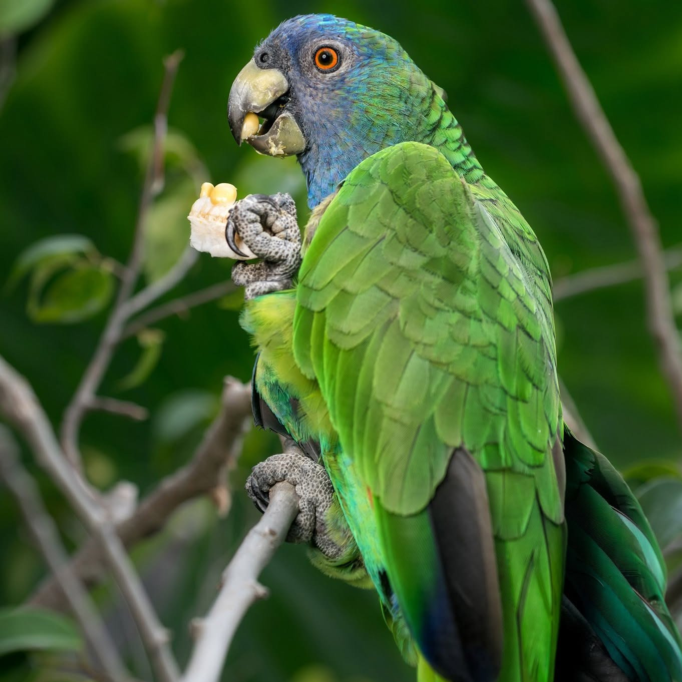 A Sisserou parrot perched on a mossy branch in cloud forest