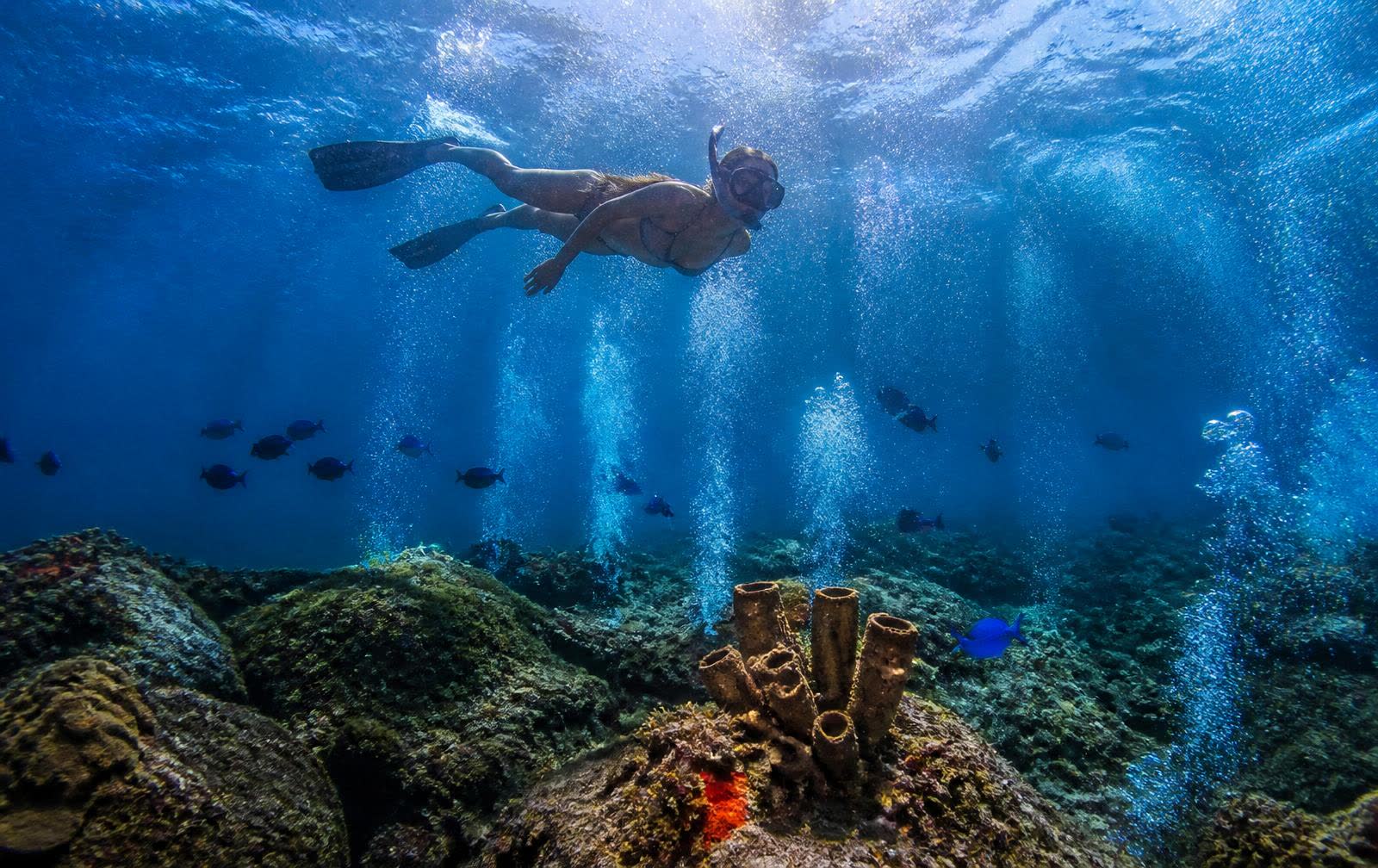 Snorkeller above a volcanic reef with rising bubbles in Dominica